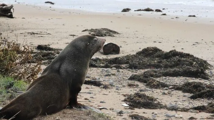 Erkundungstour am Festland: Seehund "Sammy" wurde wohlbehalten an den Strand gebracht