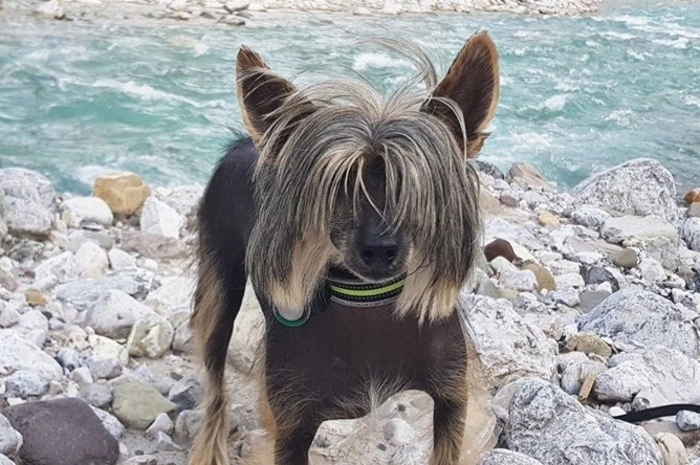 Der kleine Loki ist der ganze Stolz von Frauchen Ines Jauk.