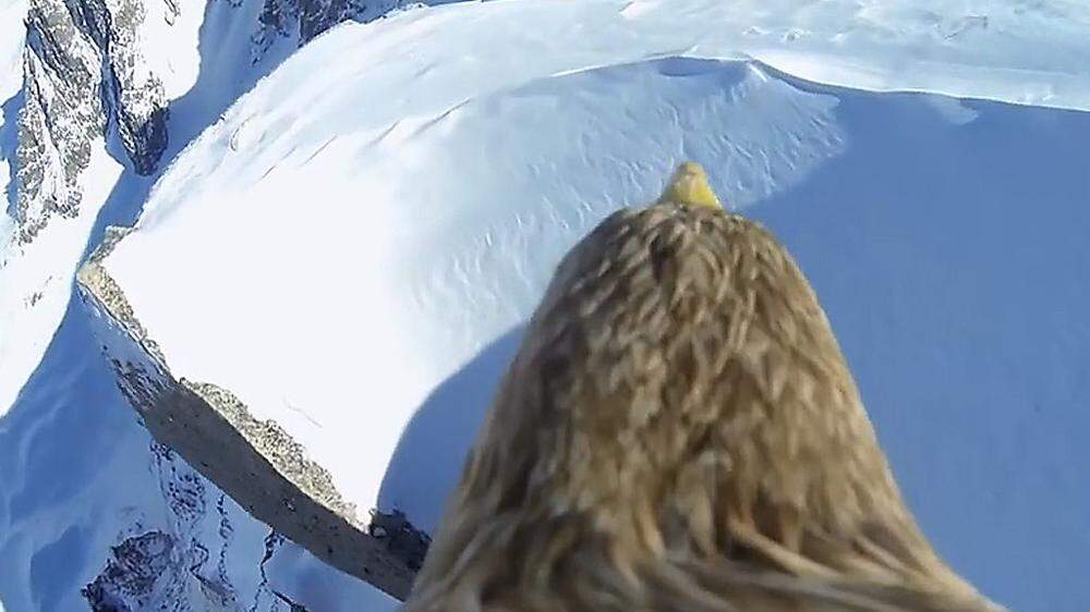 Adler Sherkan fliegt über den Mont Blanc