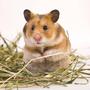 Beliebtes Haustier: Goldhamster 