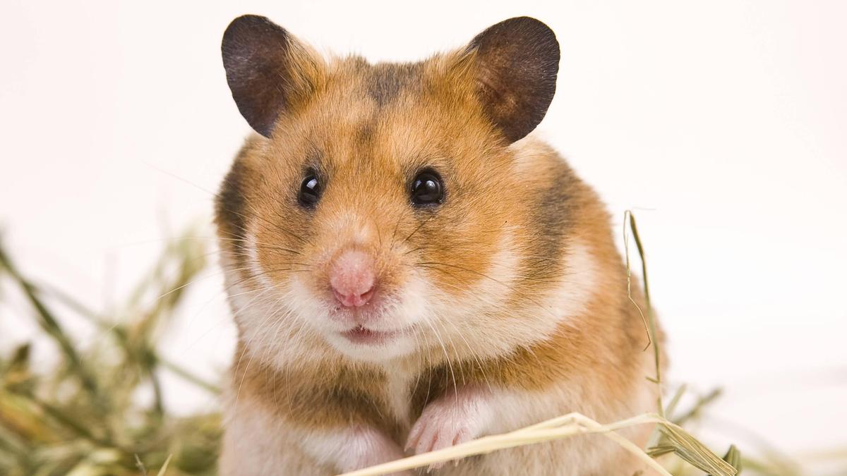 Beliebtes Haustier: Goldhamster 