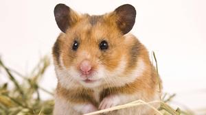 Beliebtes Haustier: Goldhamster 