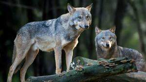 Wölfe sollen immer wieder einmal im Lavanttal gesichtet worden sein