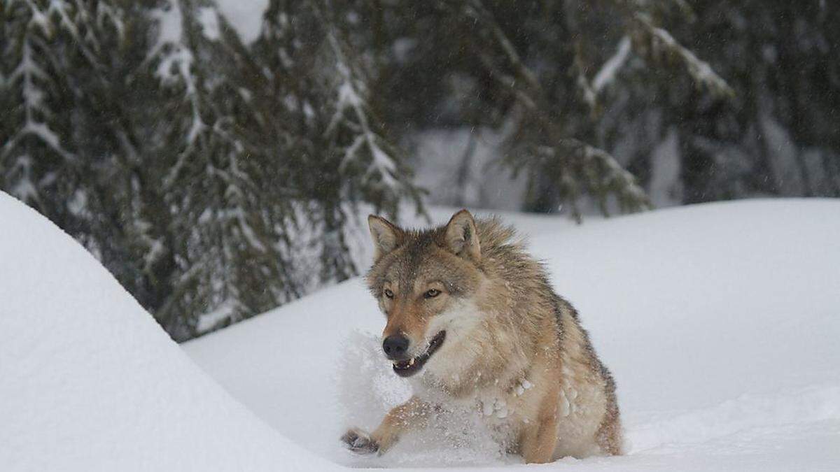 Im Schnee sind die Spuren des Wolfes gut sichtbar, Jäger sind sich fast zu 100 Prozent sicher, dass es sich um einen Wolf handelt (Sujetbild)