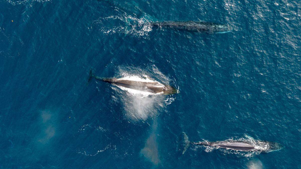 Der Grönlandwal war früher so häufig, dass er von den britischen Walfängern als Common Whale („Gewöhnlicher Wal“) bezeichnet wurde. Heute gibt es weltweit noch fünf Populationen