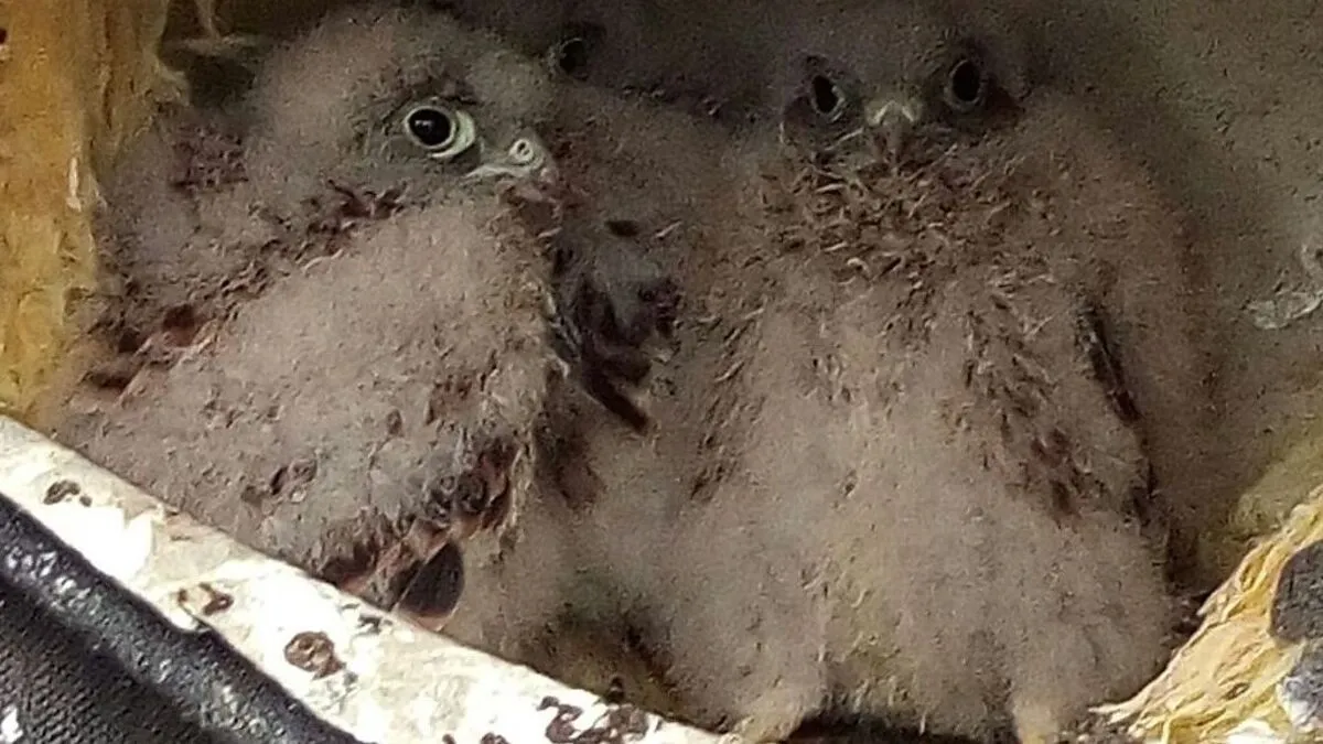 Falkennachwuchs in der Baustelle