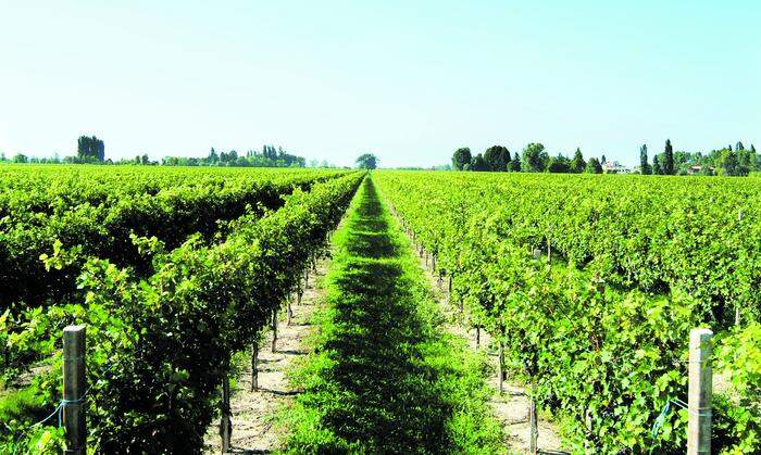 Aus dem DOC- Anbaugebiet Lison-Pramaggiore stammen exzellente Weine