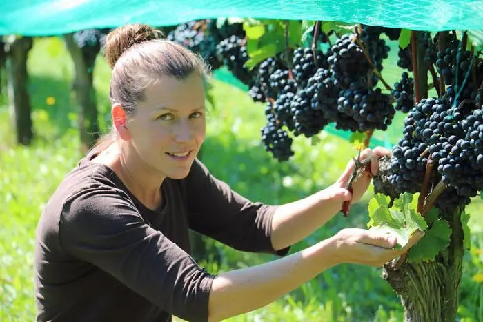Winzerin Sabine David blickt einer Lese im Eiltempo entgegen