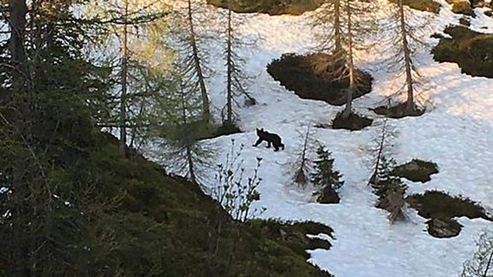 Rund 200 Meter von der Hütte entfernt wurde der Bär gesichtet