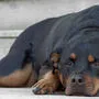Hundehasser vergiftete zwei Rottweiler