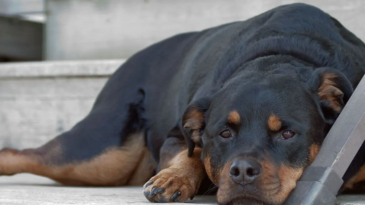 Hundehasser vergiftete zwei Rottweiler