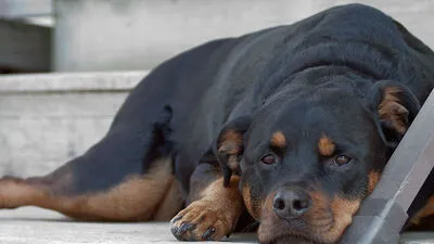 Hundehasser vergiftete zwei Rottweiler