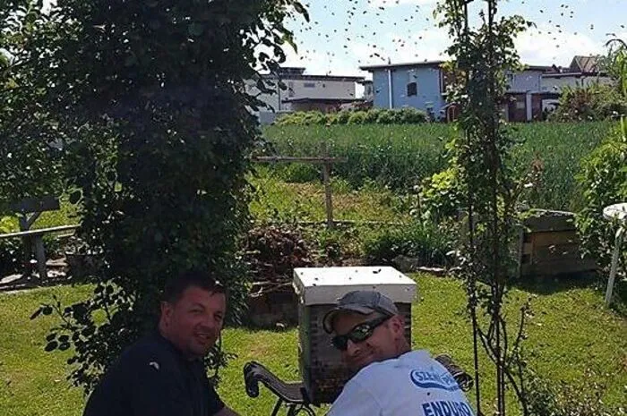 Einen Bienenschwarm mit rund 30.000 Bienen entfernte die Freiwillige Feuerwehr Ludersdorf aus einem Privatgarten.