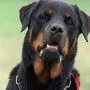 Sujetbild: Rottweiler