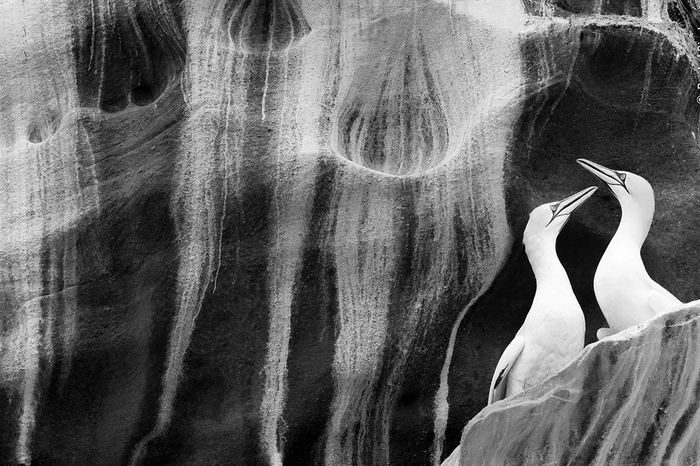 Zwei verliebte Basstölpel. Trotz des stürmischen Wetters konnte Rachel Bigsby vom Boot aus zwei Basstölpel während des Liebesspiels auf der Isle of Noss in Schottland fotografieren. Sie entdeckte ein Paar von Basstölpeln, deren Hälse ineinander verflochten waren, auf den steilen, von weißem Guano verzierten Felsen. Mehr als 22.000 Basstölpel brüten jeden Sommer auf den Felsvorsprüngen. Ihr Bestand wurde durch den Ausbruch der Vogelgrippe im Jahr 2022 stark beeinträchtigt.