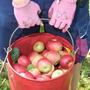 Heuer wird die Ernte in Kärnten teilweise sehr bescheiden ausfallen (Sujetbild)