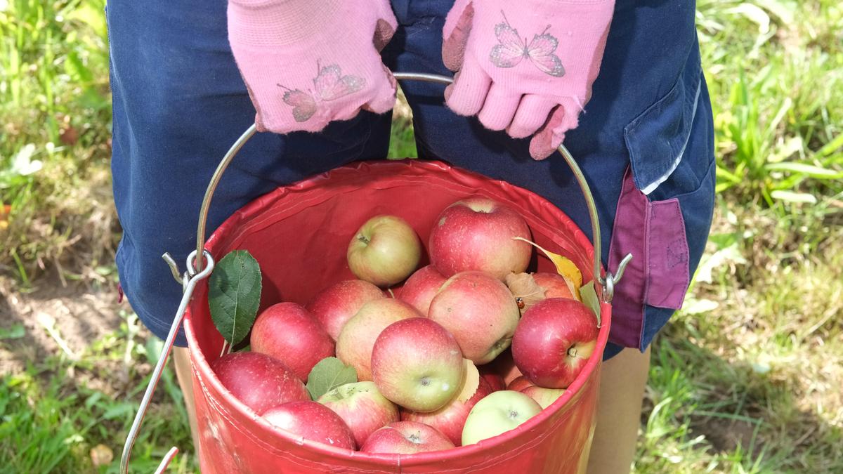 Heuer wird die Ernte in Kärnten teilweise sehr bescheiden ausfallen (Sujetbild)