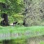Am Rundweg um den Alten Tristacher See soll am 22. Mai dieses Foto eines Wolfes entstanden sein 