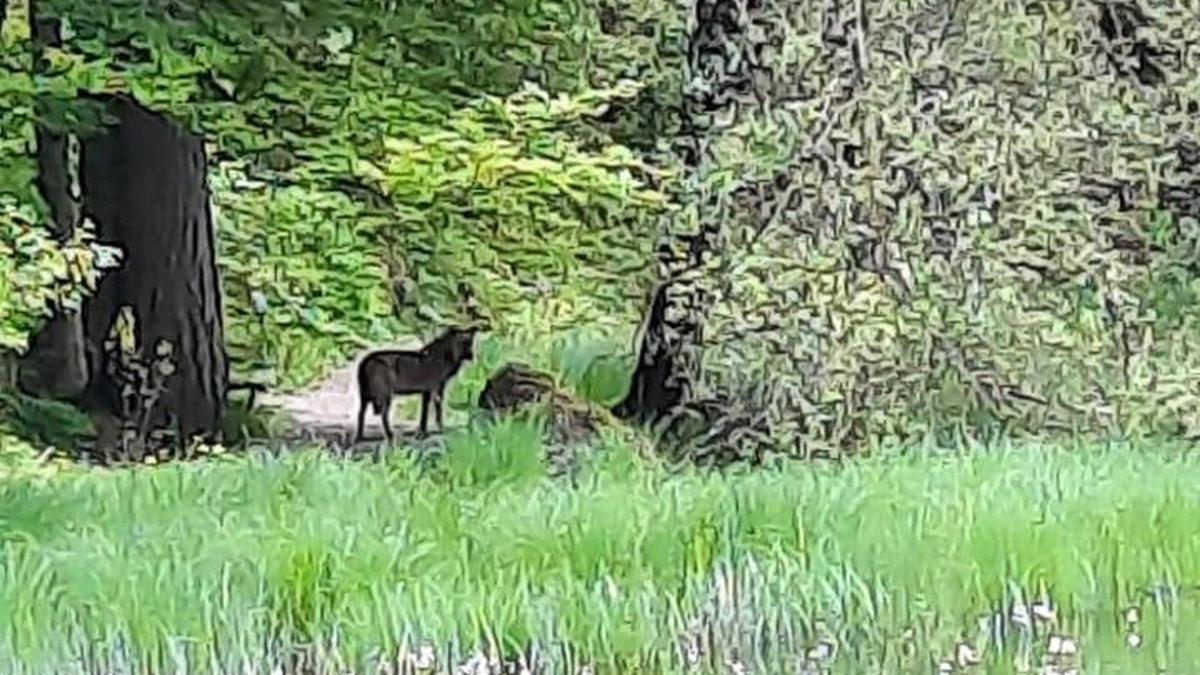 Am Rundweg um den Alten Tristacher See soll am 22. Mai dieses Foto eines Wolfes entstanden sein 