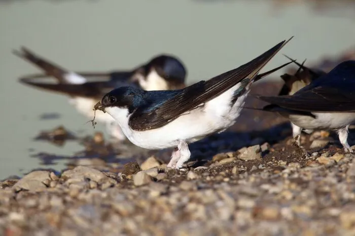 Die Mehlschwalbe kehrt ab Ende März aus ihrem afrikanischen Winterquartier zurück, wohin es sie ab Mitte September zieht. Die Mehlschwalbe ist eine der häufigsten Brutvogelarten Europas und von Nordwestafrika und Westeuropa bis nach Nordchina und Sibirien, in den Himalaya und die Mongolei verbreitet. Die europäischen Mehlschwalben überwintern in Afrika südlich der Sahara bis zur Kapprovinz. Spezialwissen: Während einer Schlechtwetterperiode, wenn das Nahrungsangebot knapp wird, kann die Mehlschwalbe die Körpertemperatur sehr tief absenken, in eine Art Starre verfallen und damit 70 Prozent der Stoffwechselenergie einsparen.