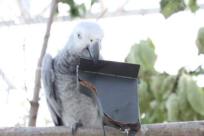 Zerbeisst ein Papagei das Instrument, sendet dieser Signale aus, welche im Computer zu hörbaren Klavierklängen verwandelt werden. Der Papagei spielt also das Klavier mit Klauen und Schnabel, solange, bis es vollständig vernichtet ist