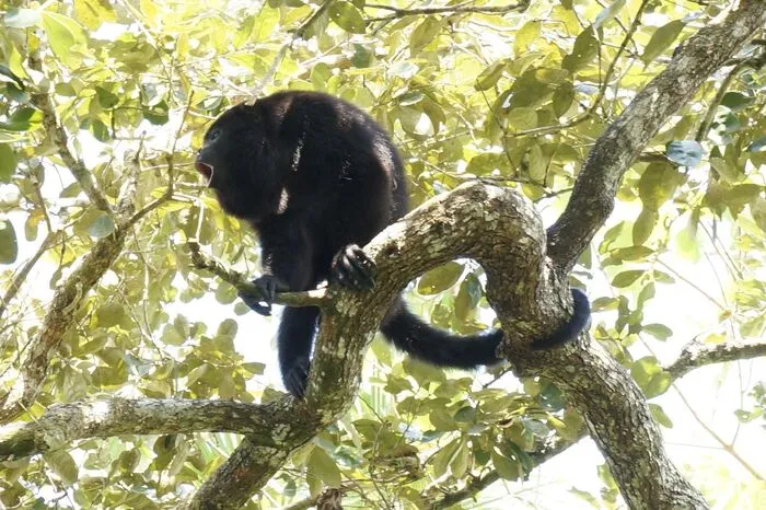 Die Brüllaffen von Belize.Die vierstündige Tour führt in das Brüllaffen-Reservat, das sich westlich von Belize-Stadt befindet. Der Park ist Ergebnis eines der erfolgreichsten Naturschutzprojekte des Landes, denn in dem Gebiet hat der bedrohte Guatemala-Brüllaffe ein neues zu Hause gefunden. Heute leben hier mehr als 2.500 Exemplare. Auf der Tour bietet der Park seinen Besuchern tolle Fotomotive und die Affen können in ihrer natürlichen Umgebung beobachtet werden.