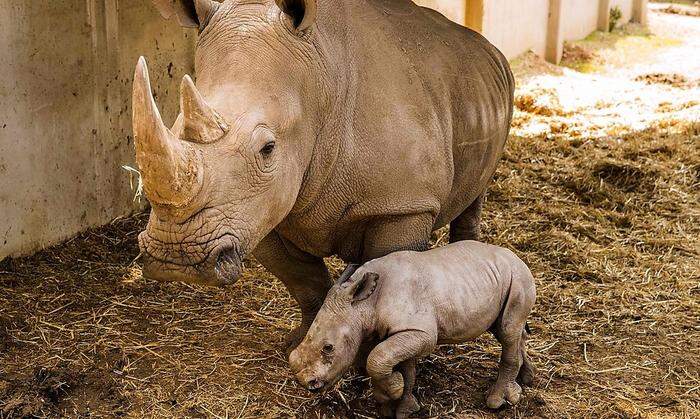 Im Gleichschritt mit Frau Mama: Nashorn Rami