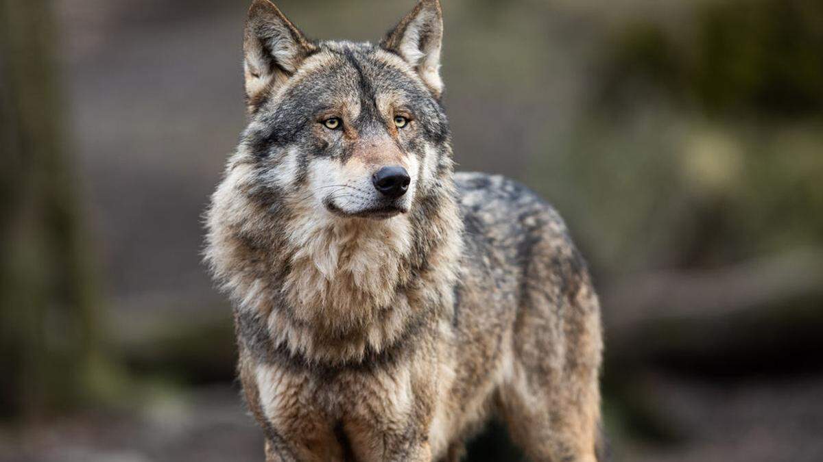 Die Kärntner Grünen fordern anderen Umgang mit den Wölfen