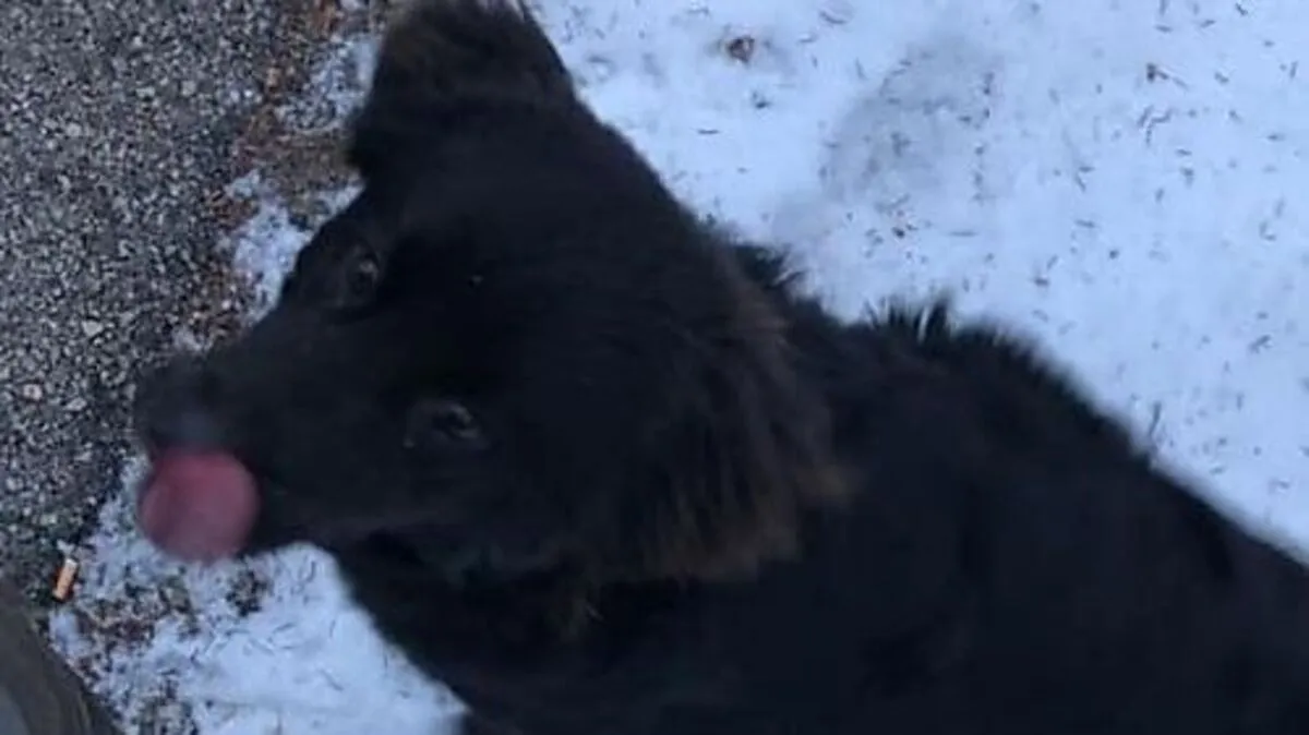 Mischlingshündin in Gurk entlaufen 