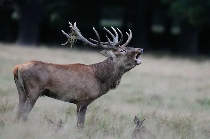 Jagd- und Forstgebiet Bretstein (Gemeinde Pölstal). Rund 2000 Hektar Grundfläche, Wildfleisch und Fische kommen in eigenen Gebieten auf die Speisekarte