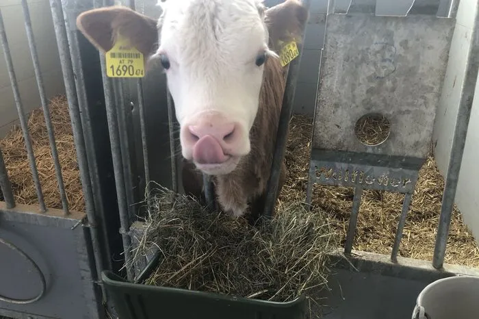 Die Milch wird an die Obersteirische Molkerei geliefert.