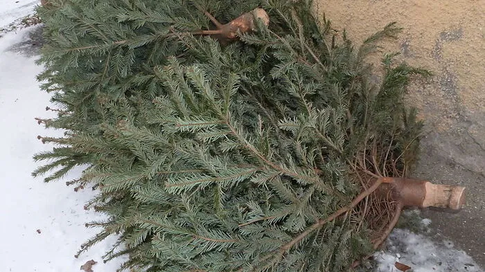 Achtlos entsorgt: Diese  kleinen Christbäume erlebten nicht einmal mehr den Tag der Heiligen Drei Könige. Entdeckt in einer Hauseinfahrt in Judenburg 
