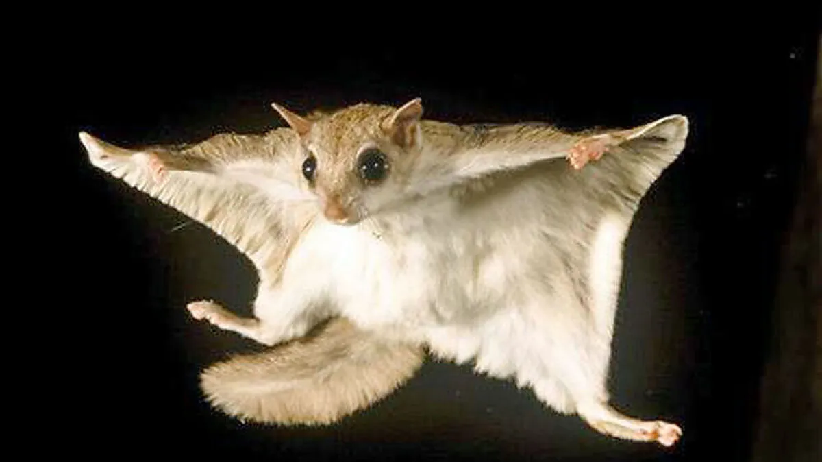 Ein Pteromyini, auch Flug- oder Gleithörnchen genannt