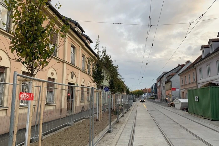Die meisten der insgesamt 28 neuen Bäume sind schon gepflanzt.