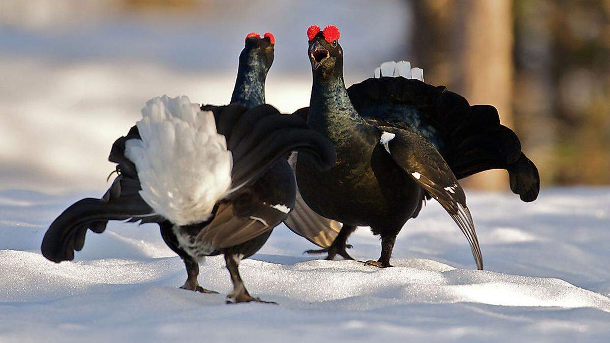 Der Birkhahn bleibt heuer vom Abschuss verschont