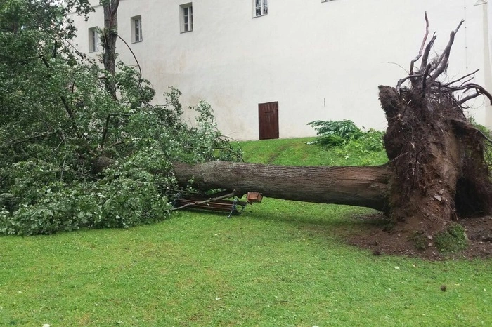Ein entwurzelter Baum im Loretto-Bad.