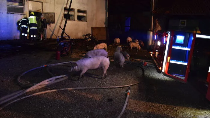 Am Montag brach der Brand in den Nachtstunden aus. Die Schweine konnten gerettet werden.