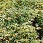 In der Wohnung wurden mehrere Cannabispflanzen gefunden
