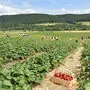 Helfer sollen auch bei der Erdbeer-Ernte eingesetzt werden.