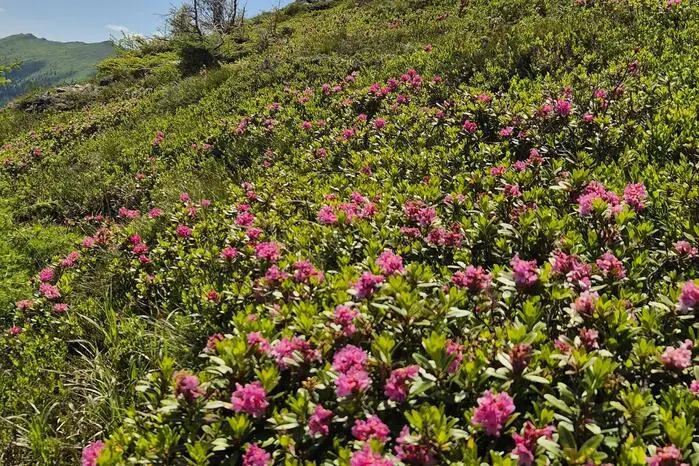 Der Almrausch blühte dieses Jahr auf der Hirscheggeralm besonders früh. Franz Scheicher aus Köflach hat die Almrauschblüte bei seiner Wanderung Ende Juni genossen.