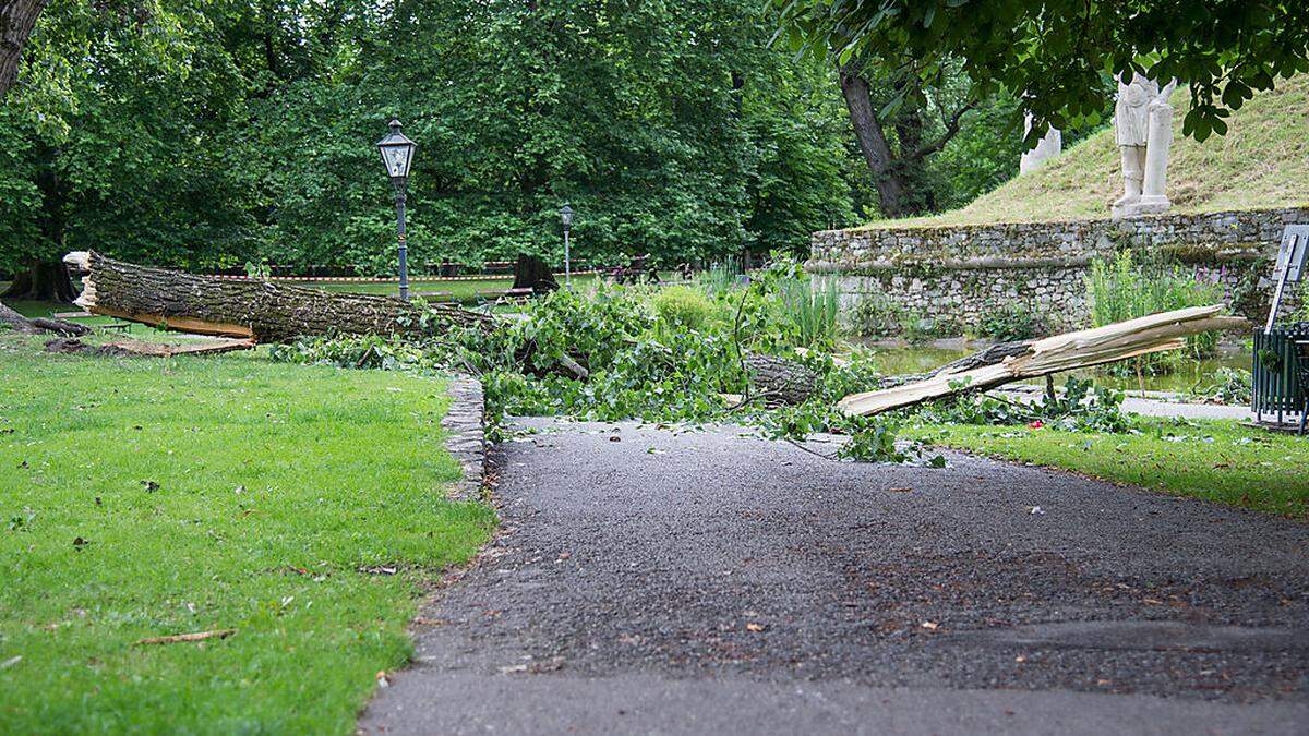 Im Stadtpark brach ein zehn Meter langer Ast ab und stürzte zu Boden