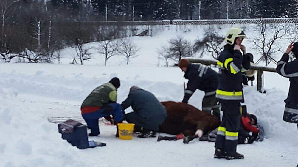 Das gerettete Pferd wurde vom Tierarzt an Ort und Stelle gut versorgt