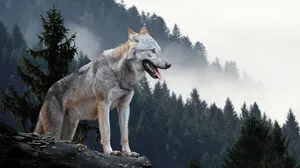 Im Dezember gingen wegen eines Wolfes, der durch das Ausseerland streifte, die Wogen hoch (Symbolbild)