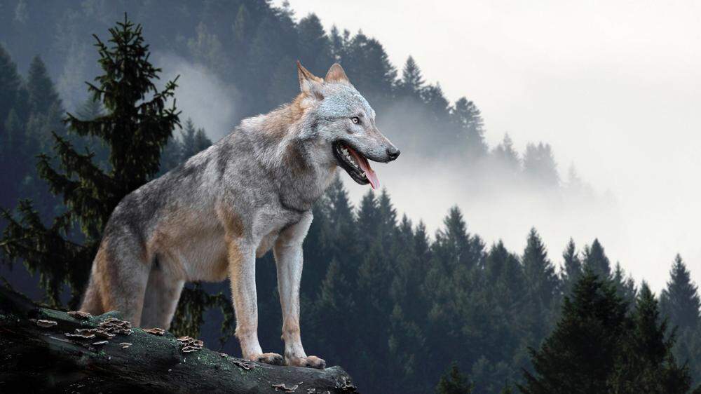 Im Dezember gingen wegen eines Wolfes, der durch das Ausseerland streifte, die Wogen hoch (Symbolbild)