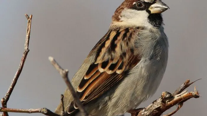 Das steirische Ranking: Von 8. bis 10. Jänner 2021 lud Birdlife wieder dazu ein, die häufigsten Vögel zu zählen. Der häufigste Gast war der Haussperling - Spatz. Er wurde in der Steiermark 17.695 Mal gesichtet und kam in 50,1 Prozent der Gärten vor.