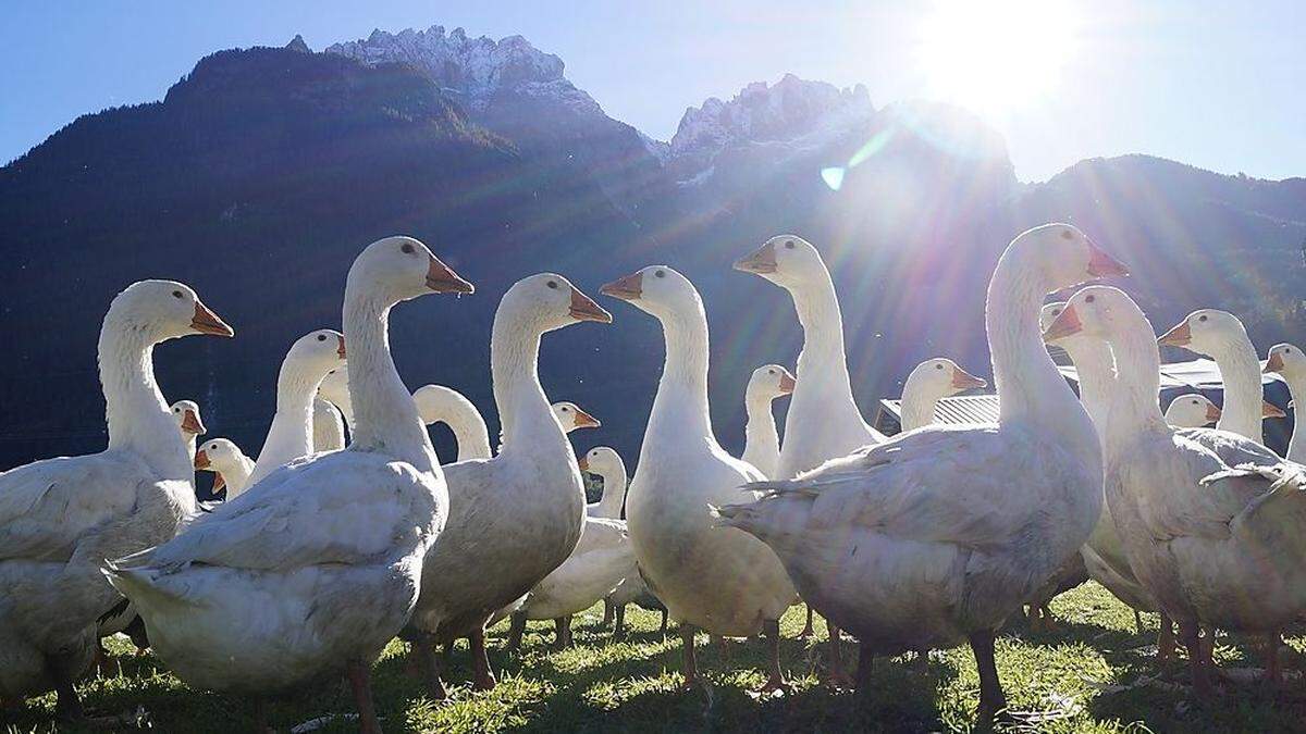 Vor St. Martin geht es dem Federvieh an den Kragen