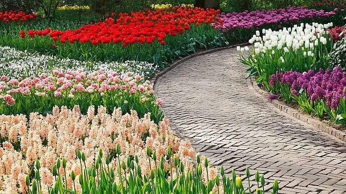 Rund 30.000 Tulpenzwiebeln werden im nächsten Frühling in Privatgärten wiederverwertet