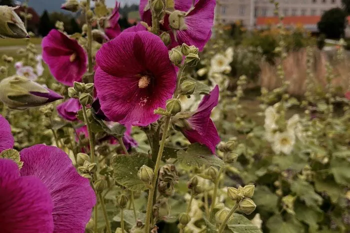 Ungefüllte Blumen wie Stockrosen sind besonders beliebt bei Bienen. 