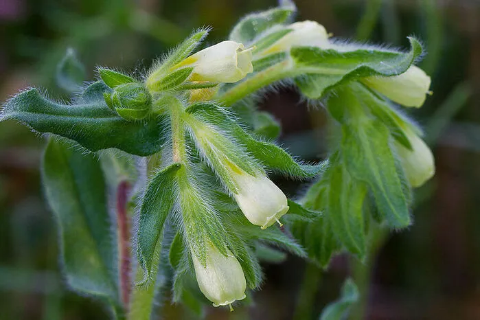 Österreichische Lotwurz (Onosma helvetica subsp. austriaca): Auch sie liebt die Schuttfluren und beschränkt sich auf Standorte um Dürnstein in der Wachau.