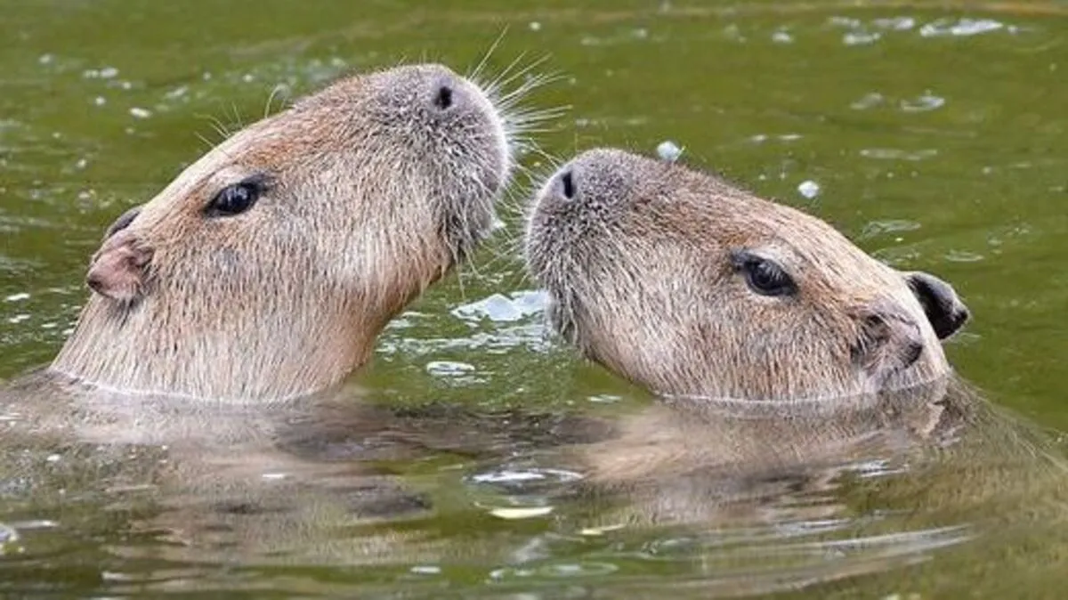 Wasser-Schweine zählen zu den größten Nagern der Welt